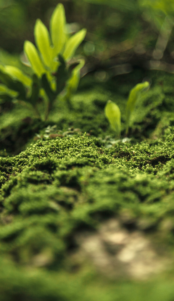 Um grande plano de musgo verde exuberante com pequenas folhas a emergir no fundo, criando uma cena natural e texturizada.