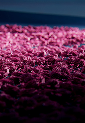 Eine Nahaufnahme von rosa Rosenblättern, die auf einer dunklen Oberfläche verstreut sind und einen strukturierten, lebendigen Hintergrund bilden. Die Blätter variieren in Farbton und Ausrichtung und suggerieren Tiefe und Bewegung.