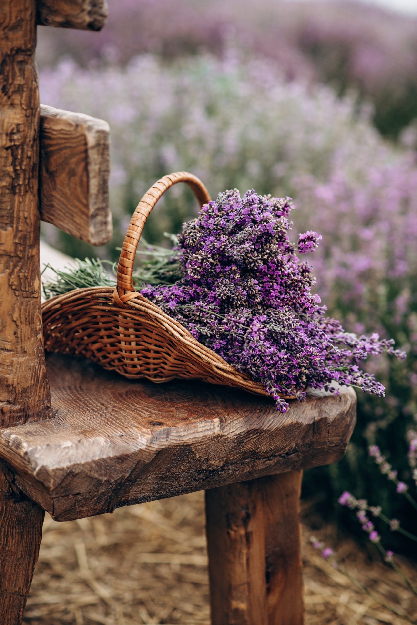 Un cesto intrecciato pieno di vivaci fiori viola poggia su una rustica sedia di legno, circondato da un campo di fiori di lavanda.