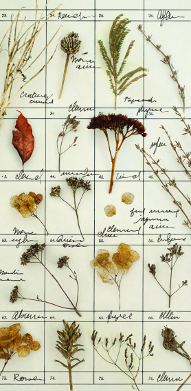 Uma grelha de espécimes de plantas prensadas dispostas numa folha rotulada com números e nomes escritos à mão, mostrando várias folhas, flores e sementes. O fundo é bege claro, contrastando com as cores naturais dos espécimes.