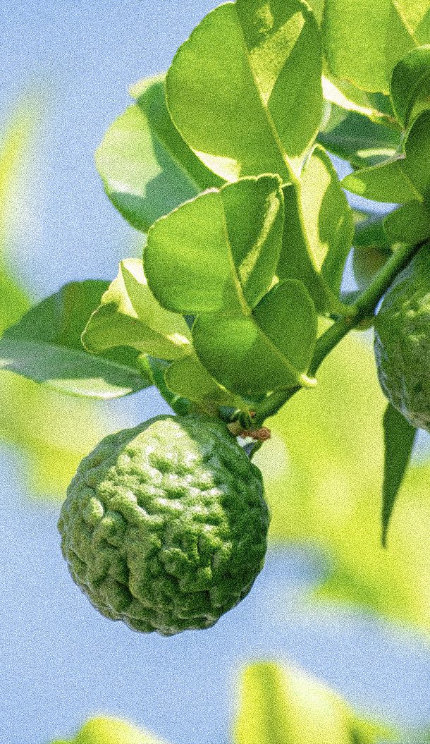 Eine Nahaufnahme einer grünen, knubbeligen Zitrusfrucht, die an einem Ast mit leuchtend grünen Blättern vor einem sanften blauen Himmel hängt.