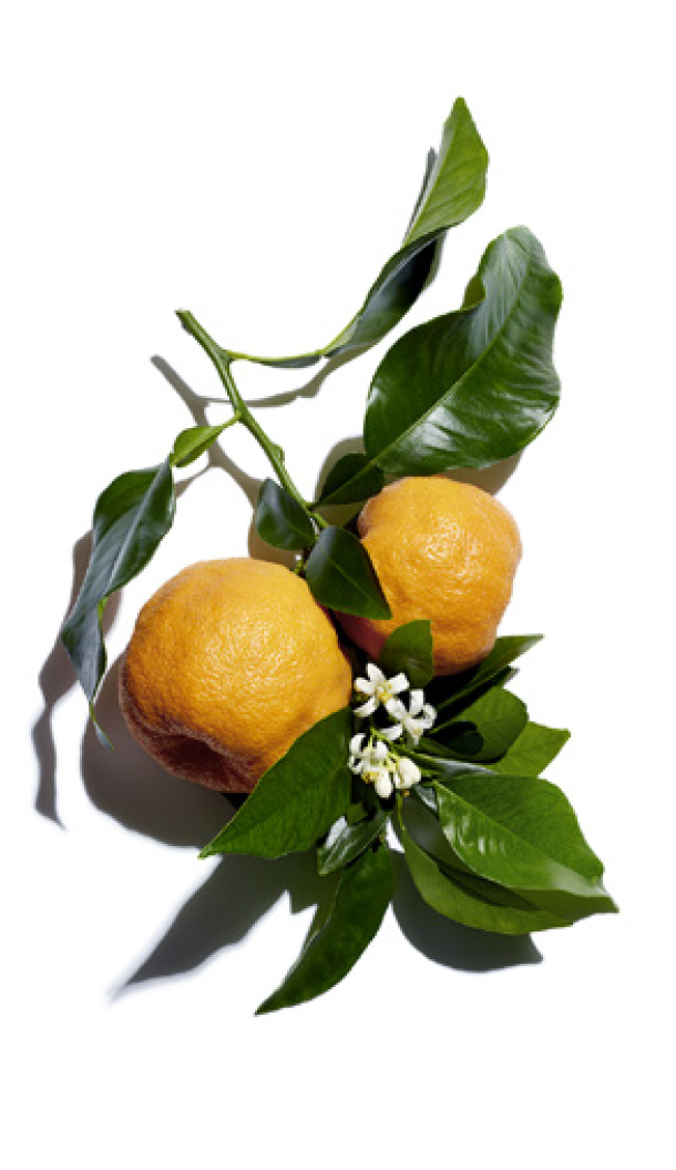 Zwei reife Orangen mit grünen Blättern und kleinen weißen Blüten, arrangiert auf weißem Hintergrund.