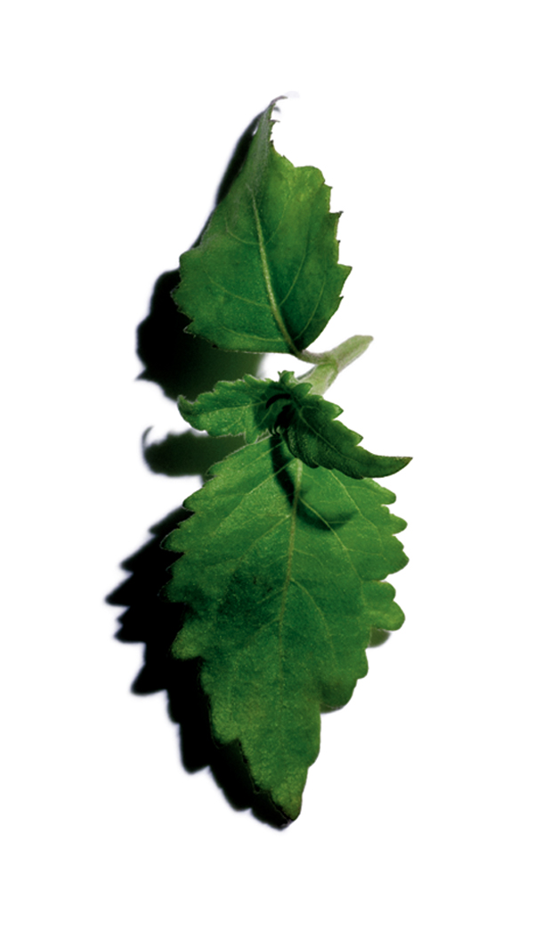 Zwei frische grüne Blätter mit glänzender Textur, die auf weißem Hintergrund dezente Schatten werfen.