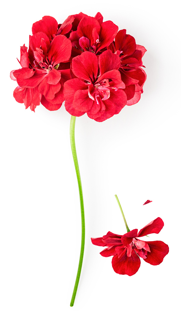 Un vivace fiore di geranio rosso con più boccioli su un lungo stelo verde, accompagnato da un singolo fiore caduto e da un petalo.