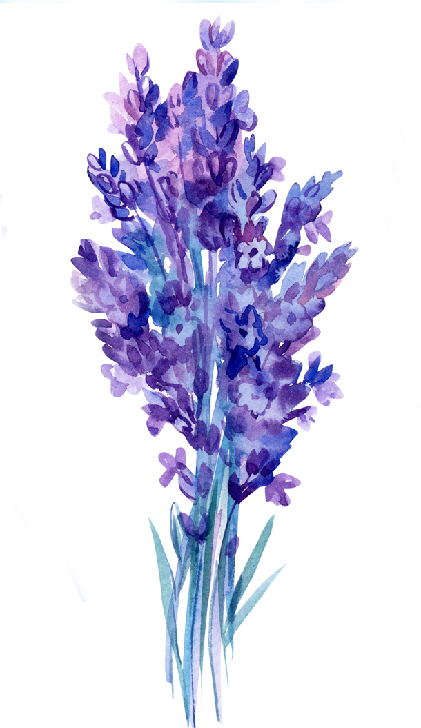 Una vivace illustrazione ad acquerello di un bouquet di fiori di lavanda viola, caratterizzati da petali delicati e steli verdi. Lo sfondo è bianco, mettendo in risalto i colori intensi dei fiori.