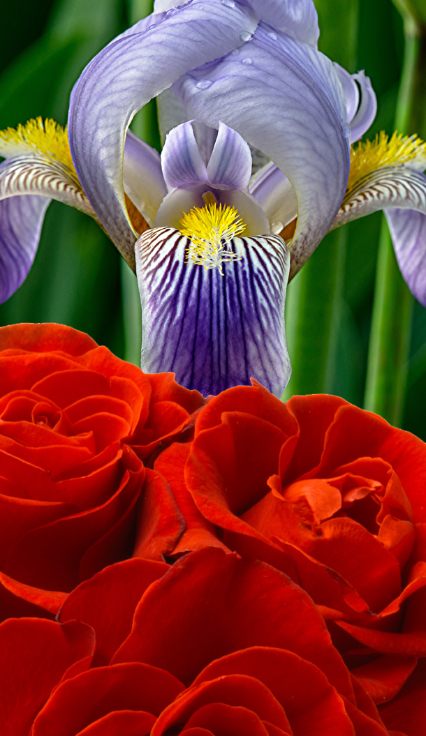 Eine Nahaufnahme einer violetten Irisblüte in der Mitte, umgeben von leuchtend roten Rosen. Der Hintergrund ist mit grünem Laub gefüllt, das die Blumenpracht unterstreicht.