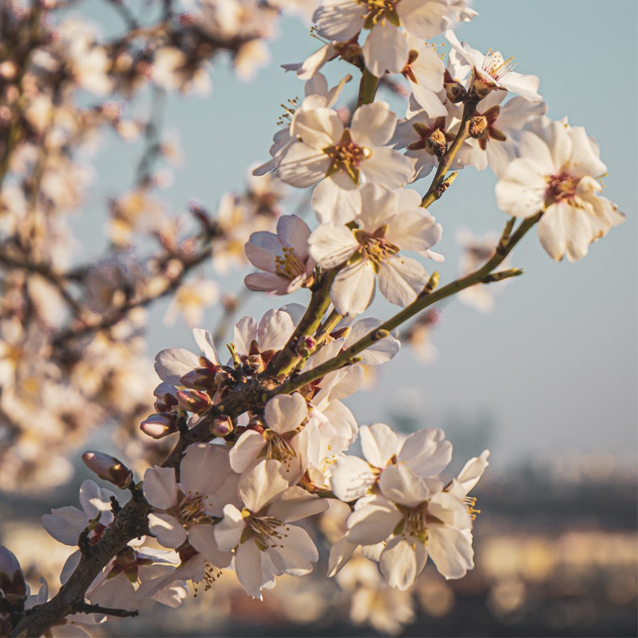 Un primo piano di fiori di ciliegio in fiore, con petali di un rosa tenue e bianco su uno sfondo sfocato. La luce del sole mette in risalto i delicati fiori e i rami in boccio.