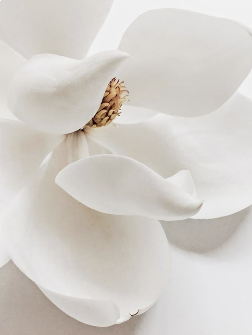 Primo piano di un fiore di magnolia bianca che mette in risalto i suoi petali delicati e il suo intricato centro giallo.