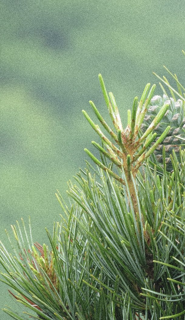 Primo piano di un ramo di pino con aghi verdi, su uno sfondo verde sfocato.