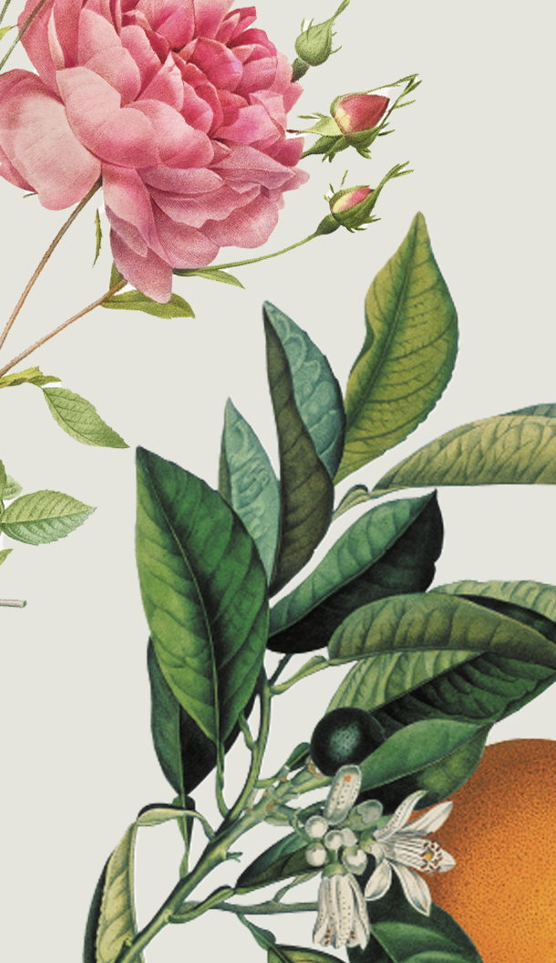 Eine botanische Illustration mit einer großen rosa Pfingstrosenblüte und Blättern eines Orangenbaums mit Blüten vor einem hellen Hintergrund.