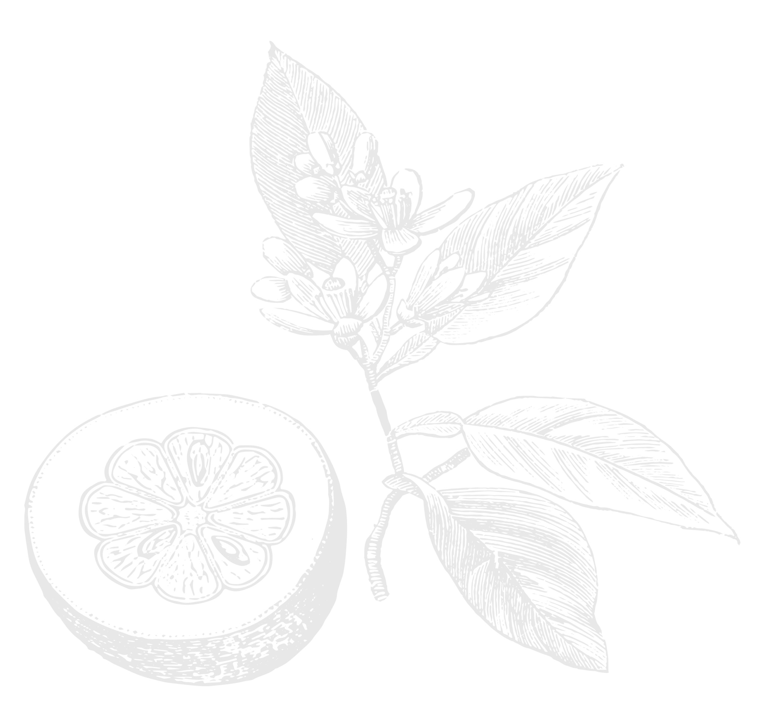 Eine detaillierte Illustration einer aufgeschnittenen Zitrusfrucht, begleitet von Blättern und Blüten. Das Design zeichnet sich durch einen leichten, skizzenhaften Stil mit filigranen Linien aus.