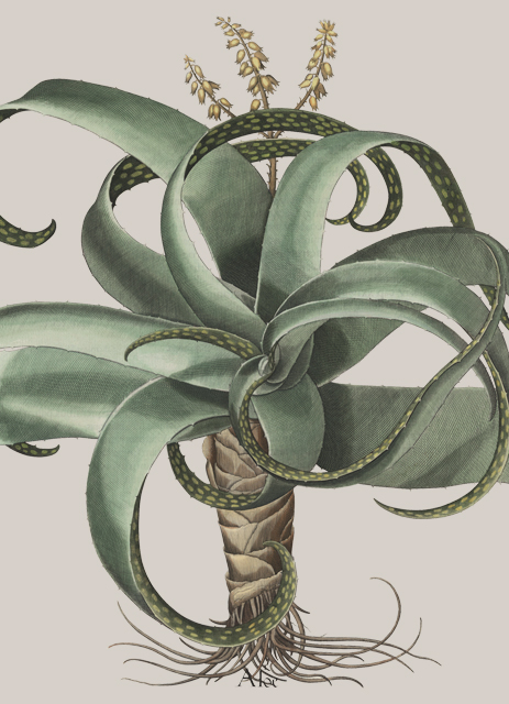 Ilustração botânica detalhada de uma planta de agave com folhas verdes longas e espirais e espigas de flores amarelas a emergir do centro. As raízes são visíveis na base da planta.