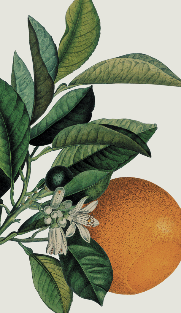 Uma fruta laranja vibrante pendurada num ramo adornado com folhas verdes e flores brancas. A ilustração destaca a beleza natural da planta cítrica.