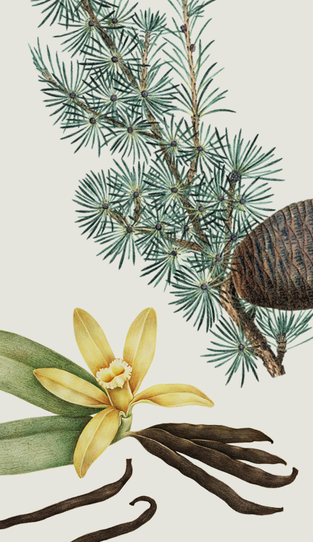 Uma ilustração detalhada com um ramo de pinheiro verde, uma pinha castanha e uma flor de orquídea amarela com folhas verdes, acompanhada por vagens de baunilha castanhas escuras.