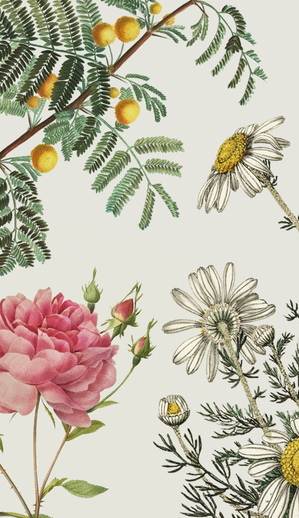 Ilustração floral com peônias cor-de-rosa, margaridas e ramos com frutos amarelos sobre um fundo claro.
