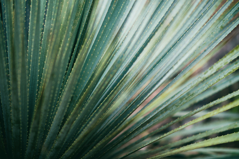 Close-up de uma folha verde de palmeira com folhas longas e pontiagudas, exibindo um padrão texturizado. Os tons verdes vibrantes criam uma aparência natural e exuberante.