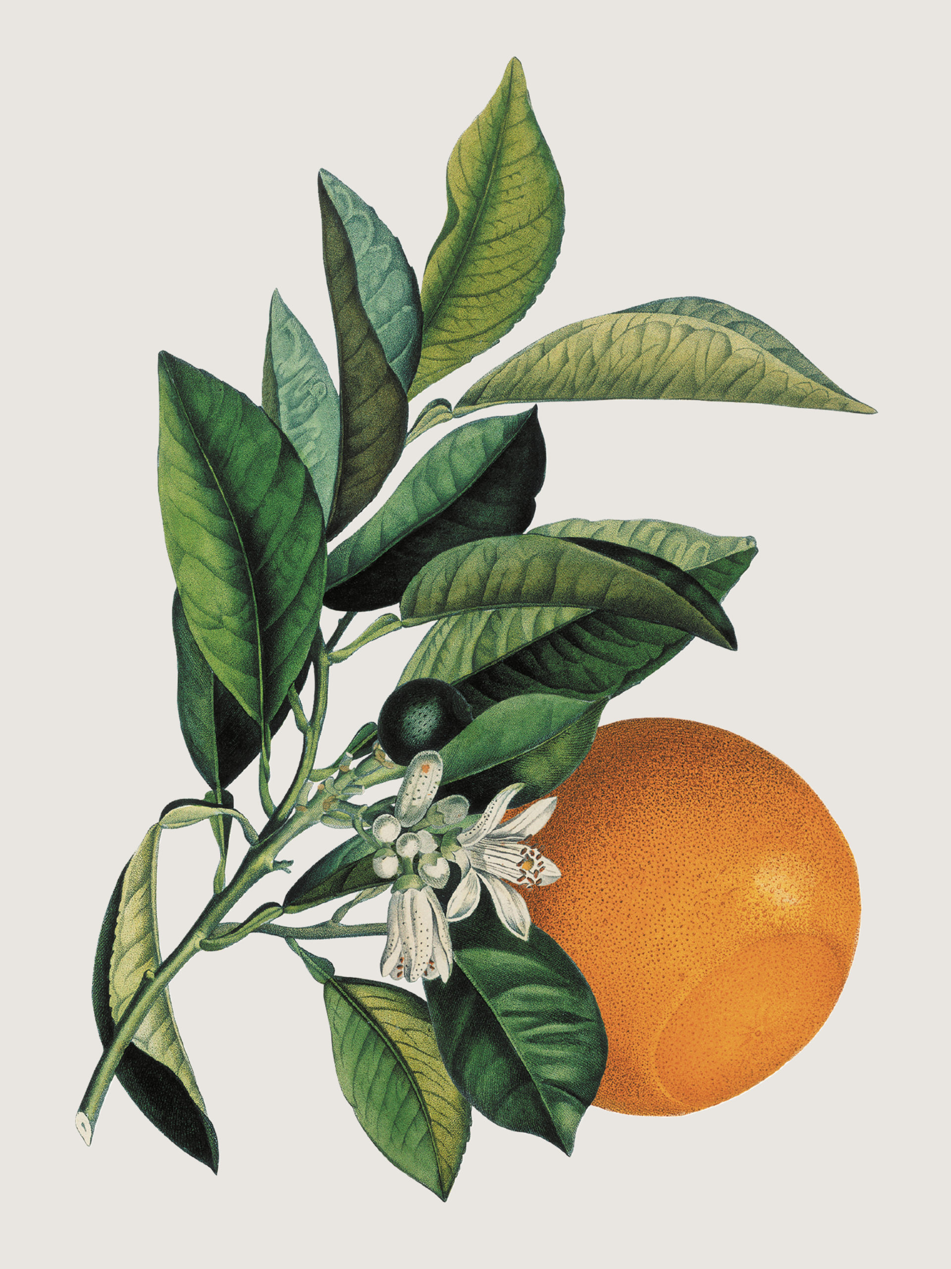 Eine botanische Illustration eines Orangenastes mit einer reifen Orangenfrucht, weißen Blüten und grünen Blättern.