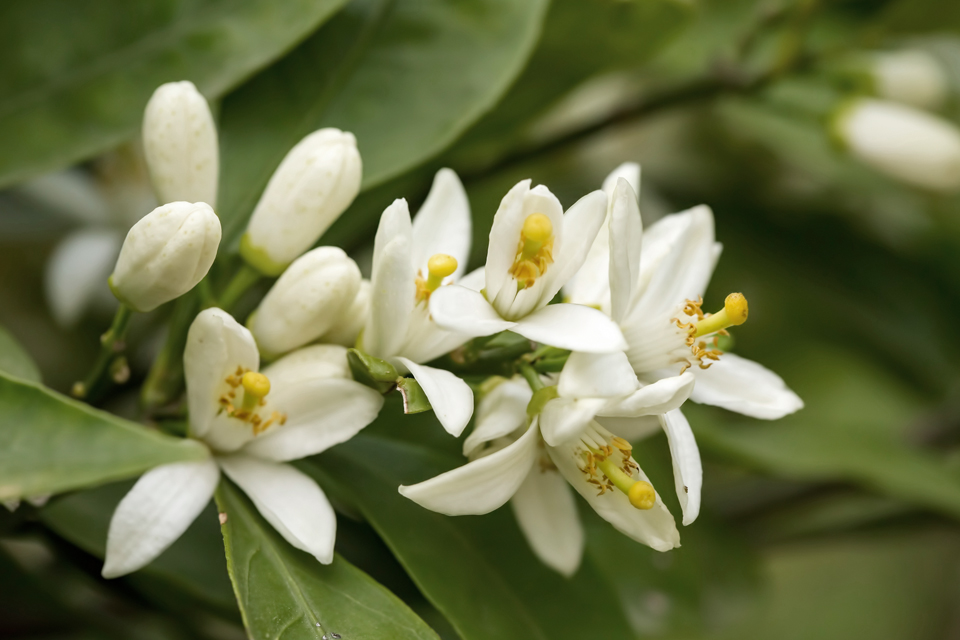 Eine Nahaufnahme zarter weißer Zitrusblüten mit gelben Staubblättern, umgeben von grünen Blättern.