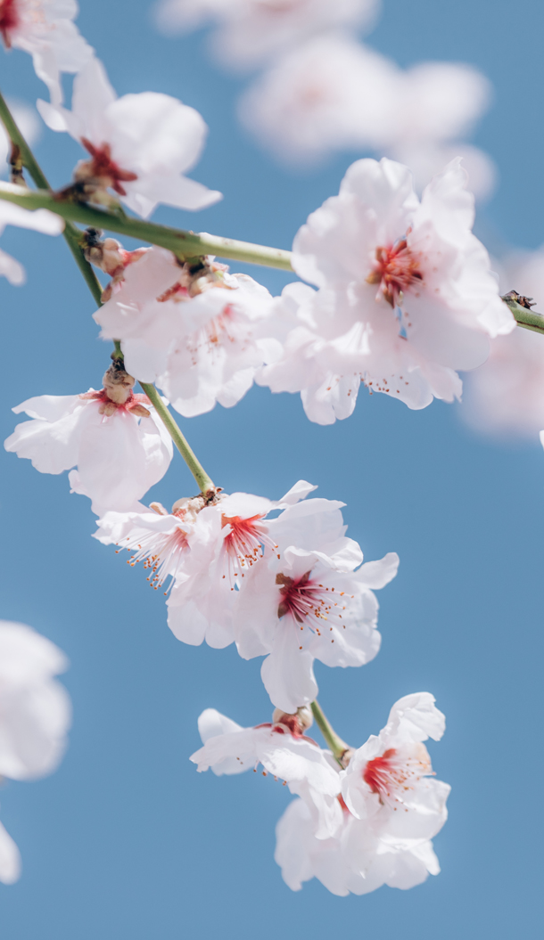 Un ramo di fiori di ciliegio in fiore, con delicati fiori rosa che risaltano contro un cielo azzurro e limpido.