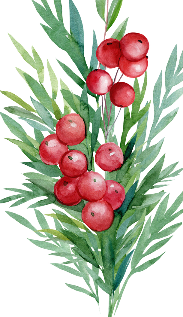 Illustrazione ad acquerello raffigurante grappoli di bacche rosse circondati da foglie verdi.