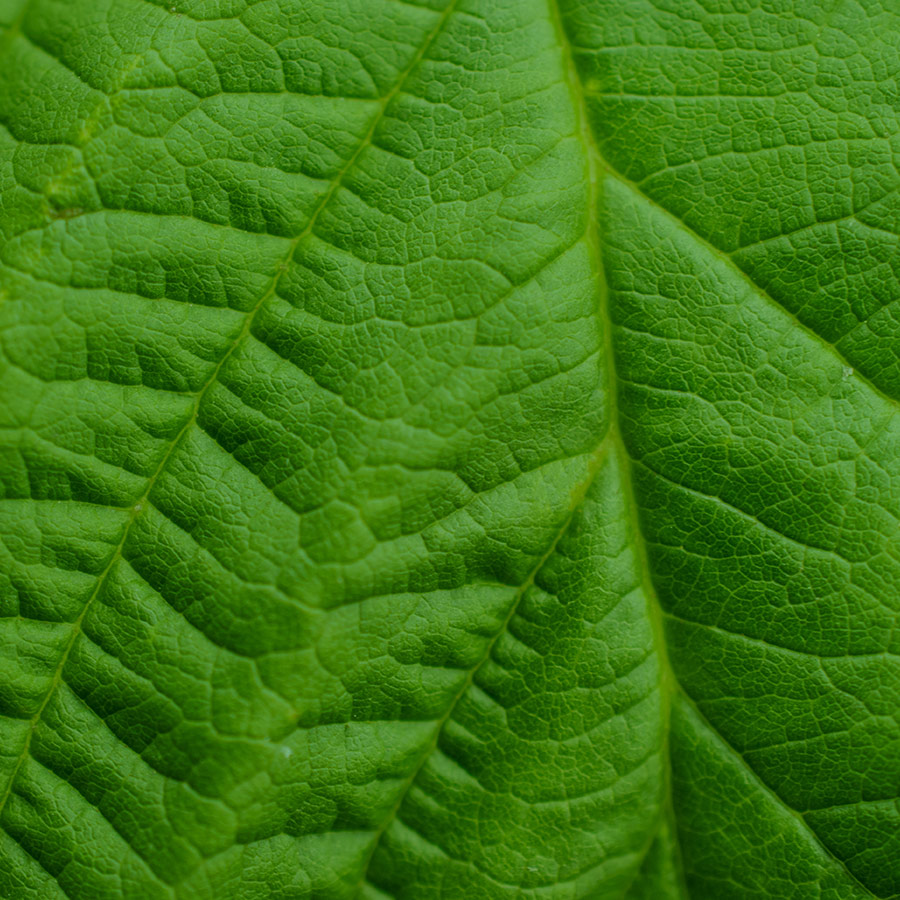 Grande plano de uma folha verde texturada, revelando padrões intricados de nervuras e um aspeto vivo e fresco.