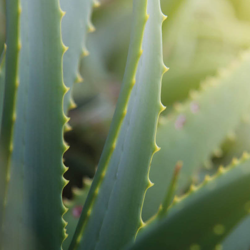Primo piano di foglie di aloe vera con bordi affilati e appuntiti e sfondo verde sfocato.