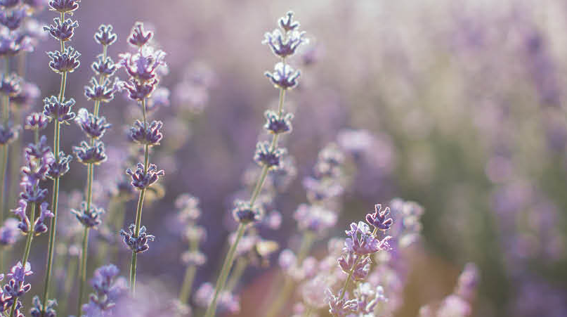 Primo piano di fiori di lavanda in un campo sfocato, che mette in risalto le loro delicate sfumature viola su uno sfondo sfocato.
