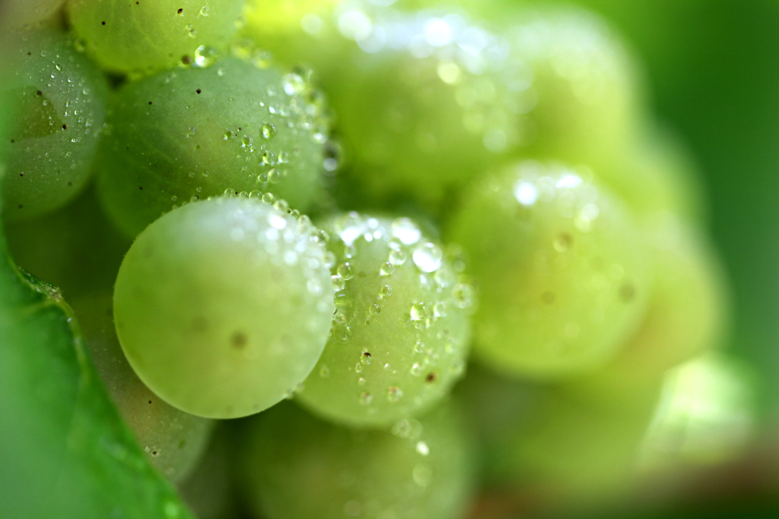 Close-up de cachos de uvas verdes com gotas de orvalho na superfície contra um fundo verde desfocado.