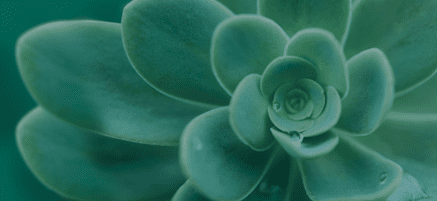 Close-up de uma planta suculenta com folhas carnudas em camadas, em vários tons de verde. Gotas de água são visíveis em algumas folhas, conferindo uma aparência fresca.