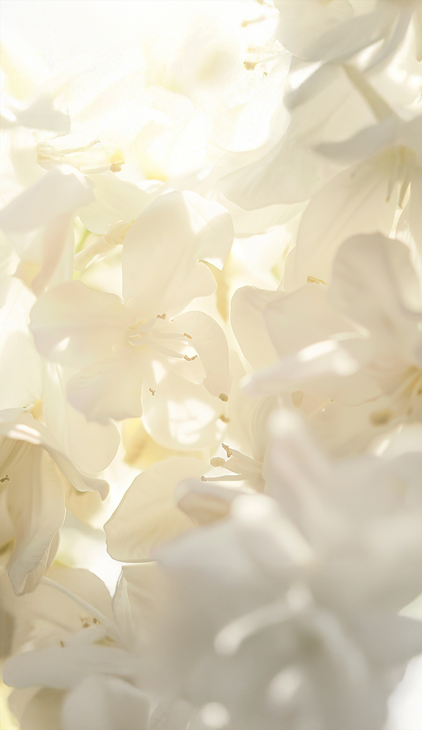 Weiche, ätherische weiße Blumen, sanft beleuchtet von hellem Licht, schaffen eine verträumte und zarte Atmosphäre.