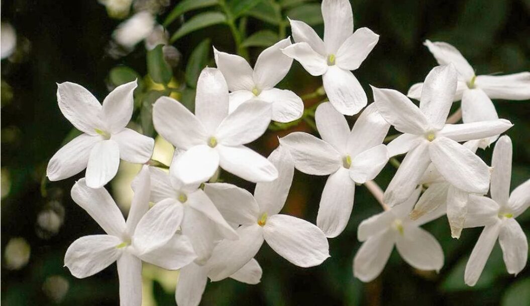Un grappolo di delicati fiori di gelsomino bianchi con cinque petali ciascuno, su uno sfondo di foglie verdi.