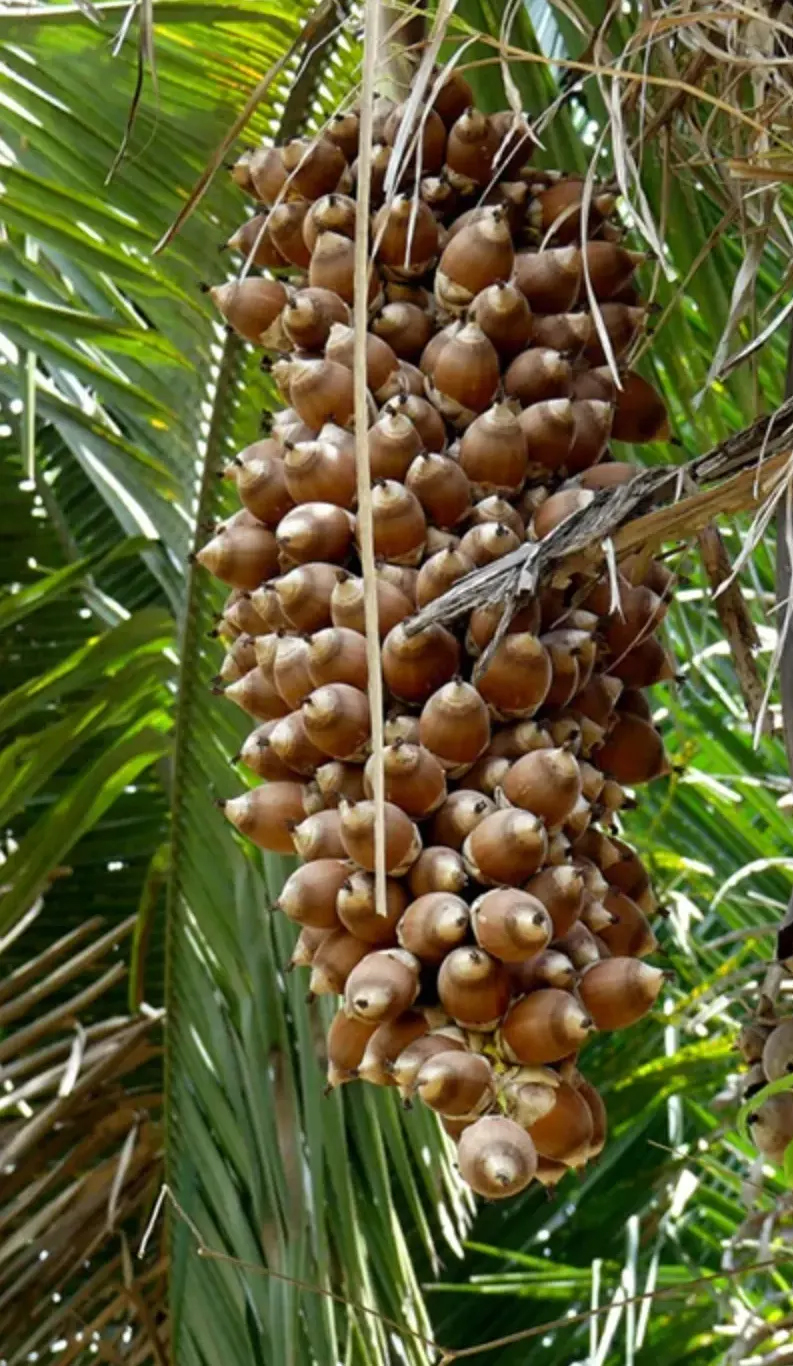 Um cacho de frutos castanhos e redondos pendurados numa palmeira, rodeados por folhas verdes de palmeira.