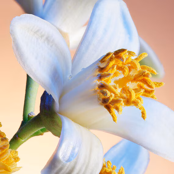Legendaires-Neroli