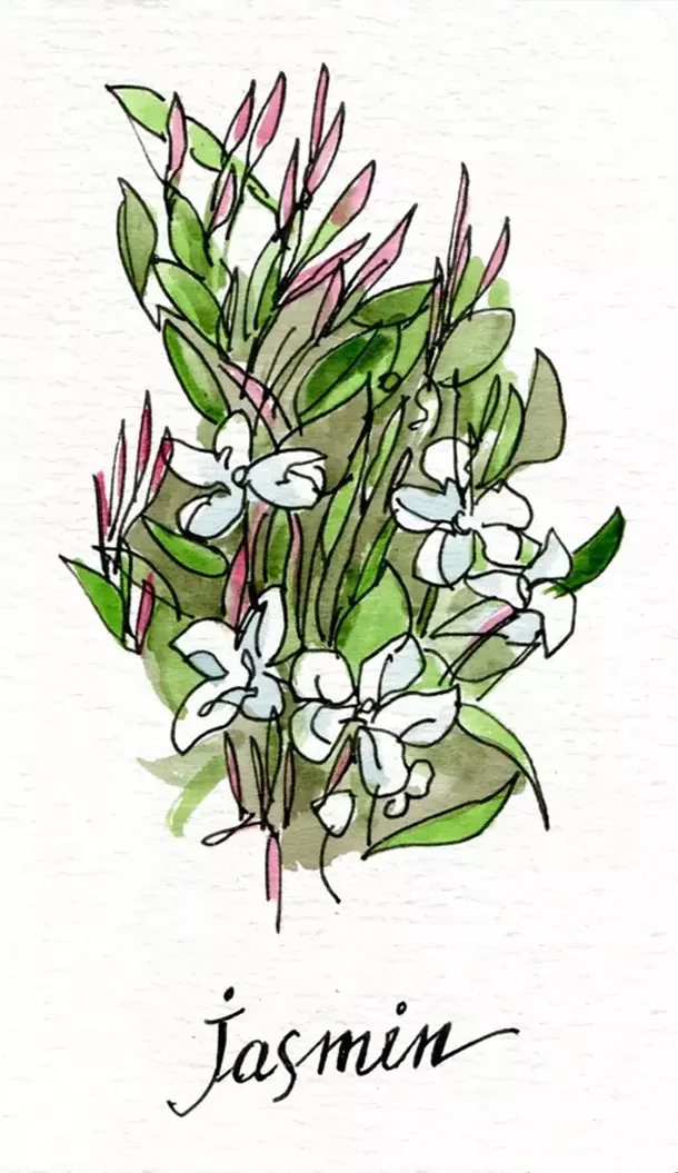 Illustrazione ad acquerello di fiori e boccioli di gelsomino, accompagnata dall'etichetta scritta a mano "jasmin".