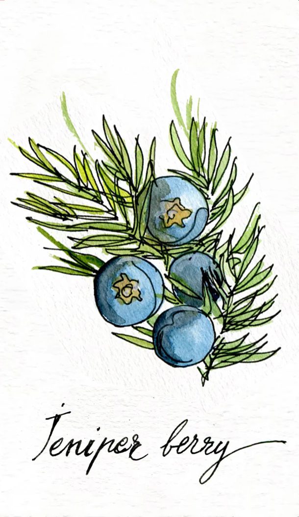 Eine Aquarellillustration von Wacholderbeeren und grünem Laub, darunter der Text „Juniper berry“ (Wacholderbeere) in eleganter Schrift.
