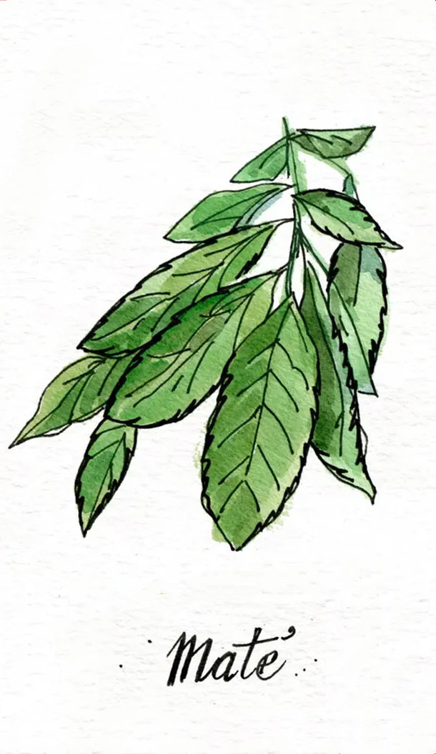 Un'illustrazione artistica di foglie di mate verde su sfondo bianco, con la parola "Mate" scritta sotto.
