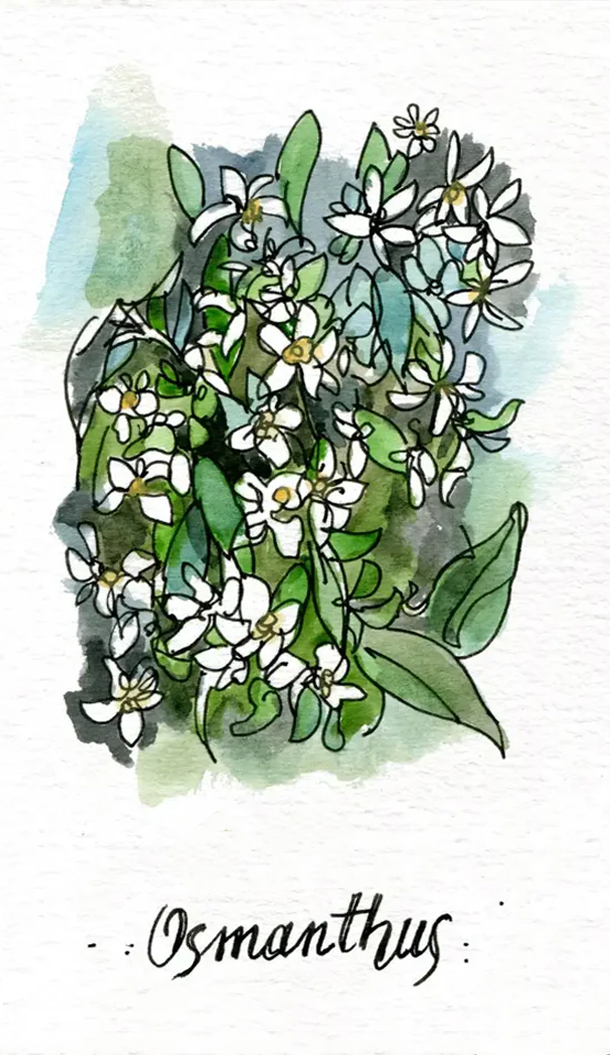 Illustrazione ad acquerello di fiori di osmanto, con grappoli di piccoli fiori bianchi circondati da foglie verdi, su uno sfondo morbido e tenue.