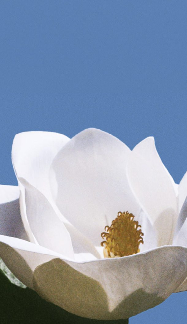 Primo piano di un fiore di magnolia bianca su uno sfondo di cielo azzurro. Il fiore presenta petali larghi e un grappolo di stami gialli al centro.