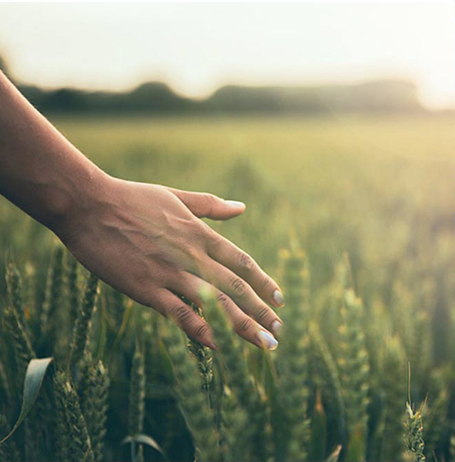 Close-up de uma mão tocando suavemente as pontas das plantas de trigo num campo durante a hora dourada. O fundo apresenta uma paisagem suave e desfocada.