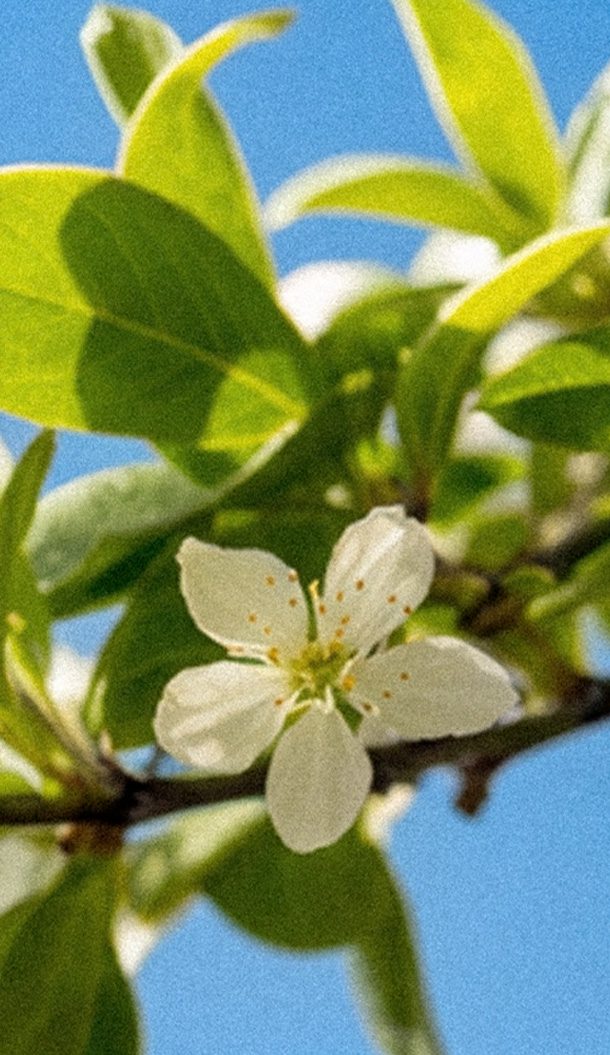 Eine Nahaufnahme einer zarten weißen Blume mit gelben Sprenkeln, umgeben von grünen Blättern vor blauem Himmel.