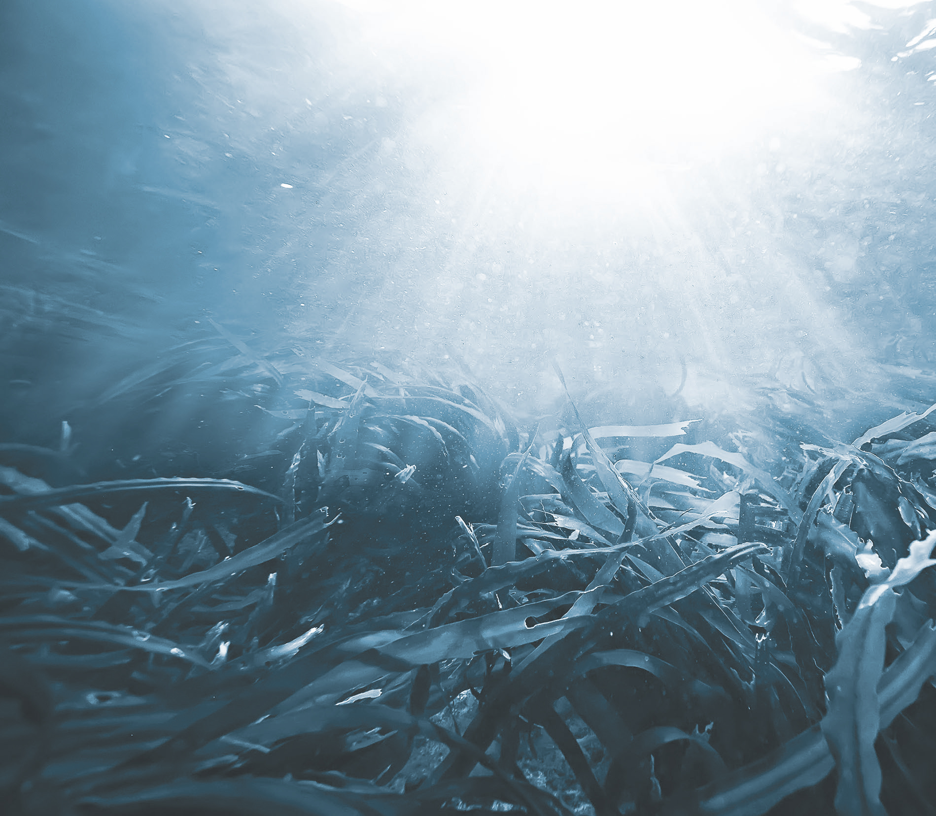 Scena subacquea con alghe ondeggianti illuminate dai raggi di luce che filtrano attraverso la superficie dell'acqua. L'atmosfera è serena e tranquilla, con una tavolozza di colori prevalentemente blu.