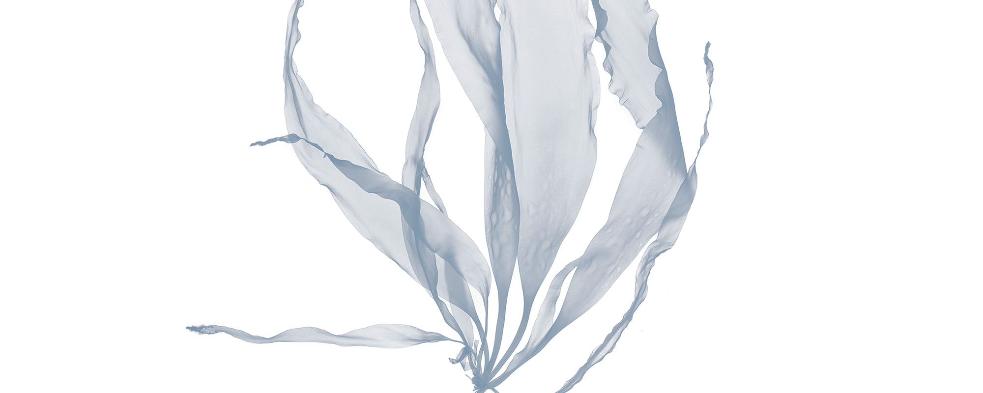 Un delicato esemplare di alga marina con fronde fluenti e ondulate su sfondo bianco. La luce crea un effetto traslucido, mettendo in risalto la sua consistenza e forma.