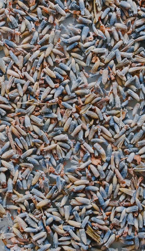 Nahaufnahme zahlreicher kleiner, getrockneter Lavendelknospen, die auf einer ebenen Fläche ausgebreitet sind und verschiedene Blau- und Brauntöne zeigen.