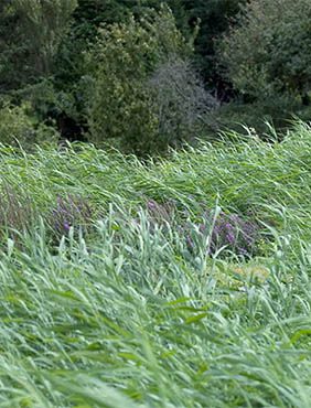 Een weelderig, groen veld met hoog gras wiegt zachtjes in een licht briesje, met hier en daar paarse bloemen die erdoorheen gluren. Op de achtergrond staan bomen en struiken die een natuurlijke omgeving creëren.