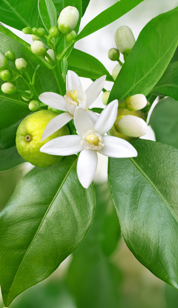 Nahaufnahme einer Zitruspflanze mit weißen Blüten, jungen grünen Früchten und glänzenden Blättern. Das Bild zeigt das satte Grün des Laubs und die zarten Blüten vor einem sanften Hintergrund.
