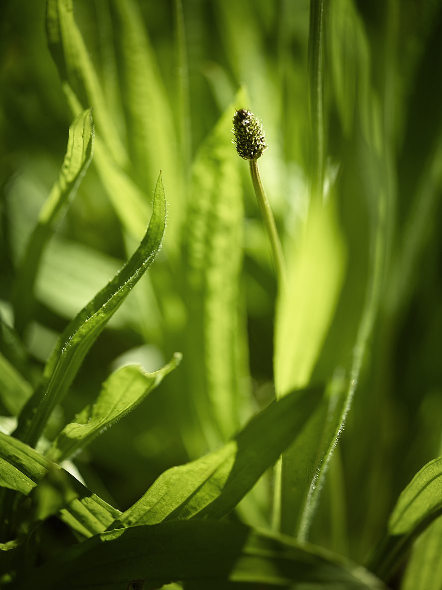 Um grande plano de folhas verdes de bananeira com uma única espiga de flores a emergir do centro, banhada por uma luz suave.