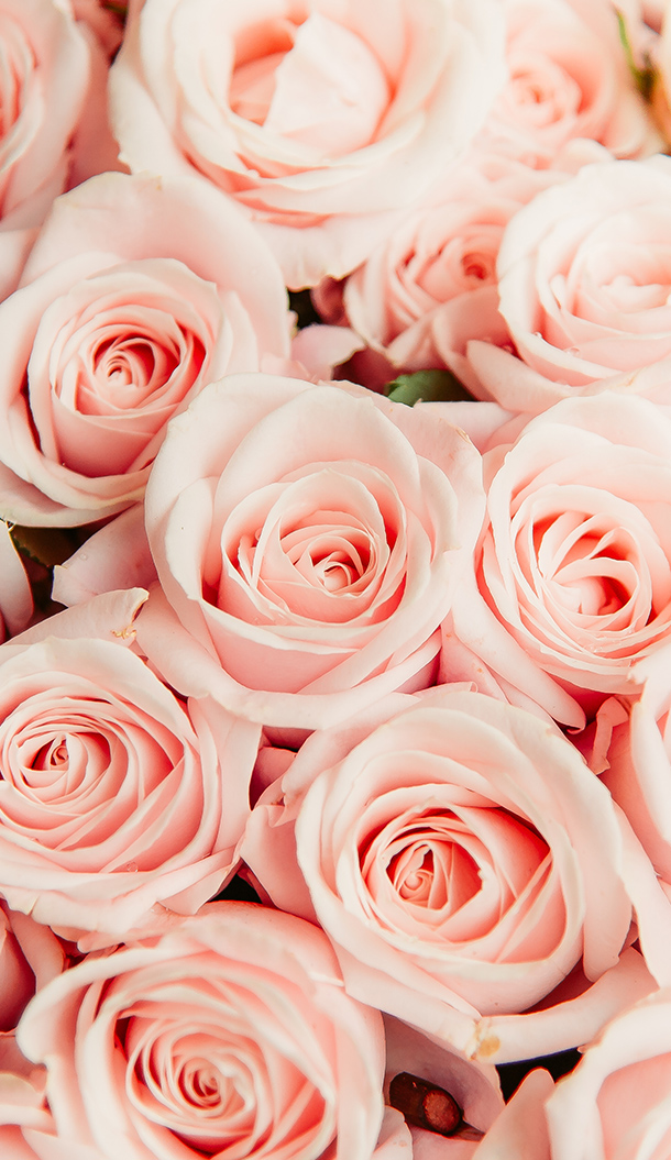 Ein Nahaufnahme-Arrangement aus zartrosa Rosen, das ihre zarten Blütenblätter und spiralförmigen Formen zur Geltung bringt. Die Blumen sind dicht angeordnet und sorgen für ein üppiges und romantisches Erscheinungsbild.