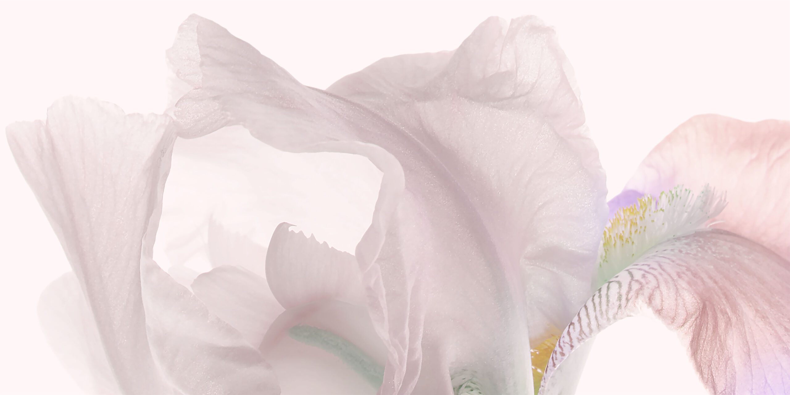 Um grande plano de uma delicada flor de íris rosa pálido com pétalas suaves e esvoaçantes destacadas contra um fundo claro.