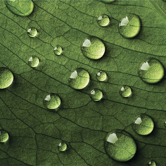 Close-up de uma folha verde coberta por gotas de água de vários tamanhos, mostrando as texturas complexas da folha.