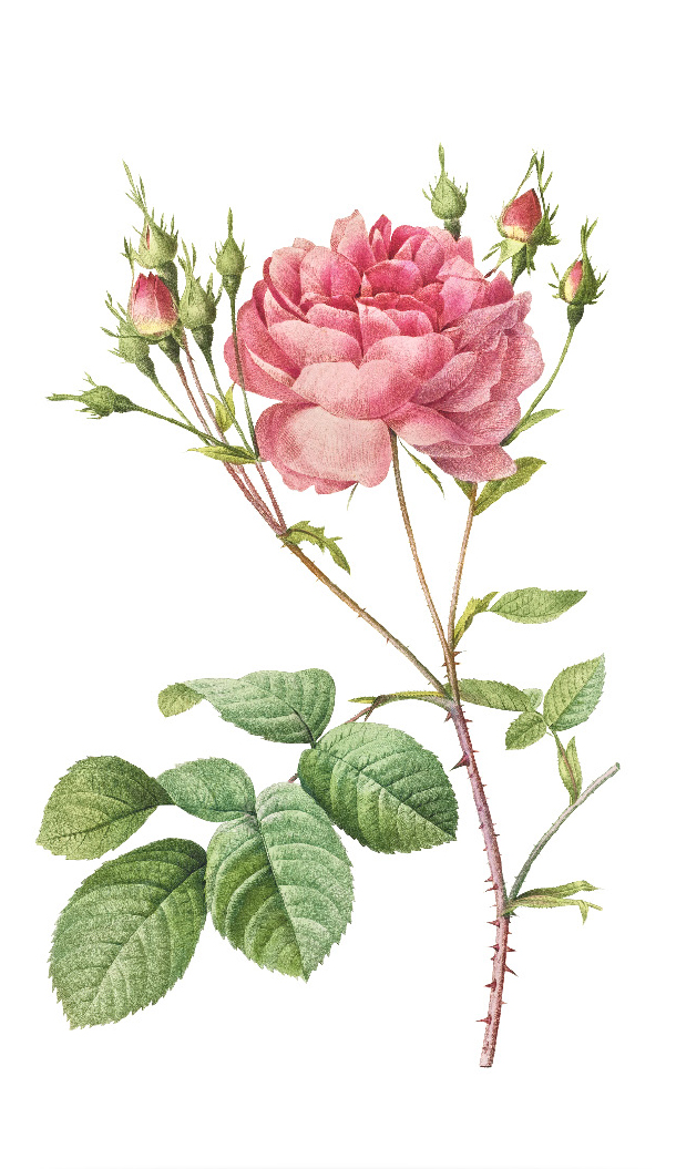 Una splendida illustrazione dettagliata di una rosa rosa con fiori sbocciati e boccioli, accompagnata da foglie verdi e spine sullo stelo.